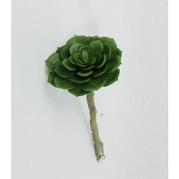 Green Echeveria