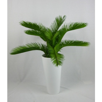 Cycad in Black Fibreglass Container