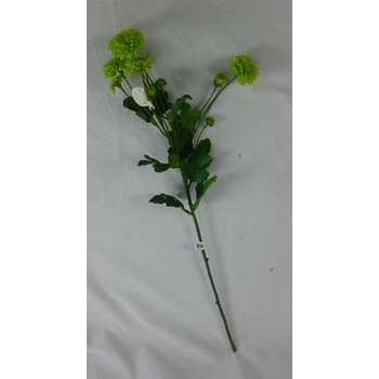 Green Carnation