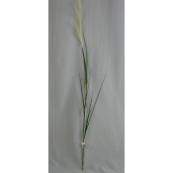 Pampas Grass - Buy 1 get 2 FREE