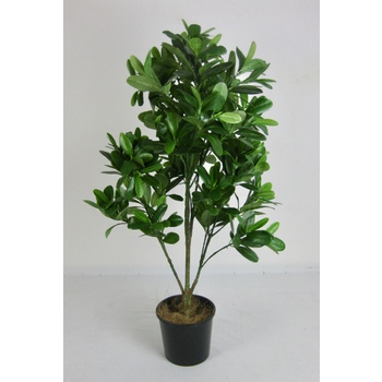 Mangrove Tree