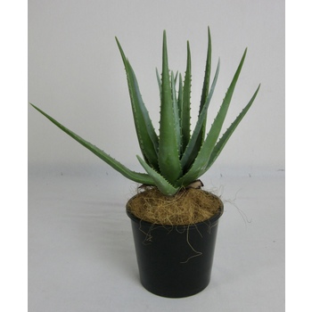 Aloe-Vera Plant Promo