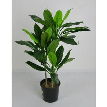 Dracaena 