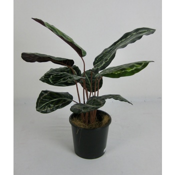 Calathea 2 Stem Bush