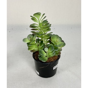 Jade Plant