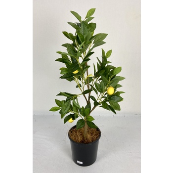 Lemon Tree