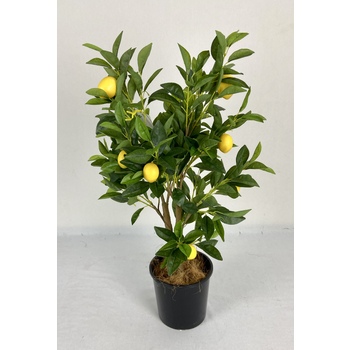 2 Stem Lemon Tree