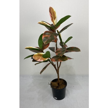 Rustic Rubber Plant