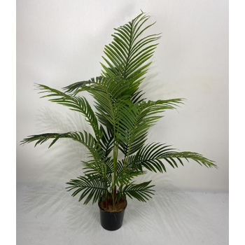 Areca Palm