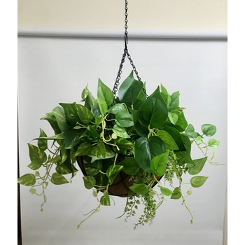 Green Pothos and Maiden Hair Hanging Basket