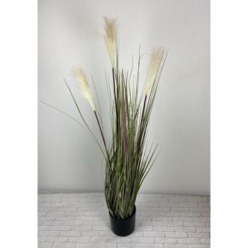 Pampas Grass