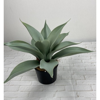 Potted Agave