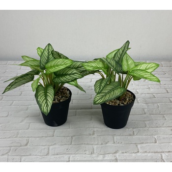 A Set of 2 Striped Dieffenbachia 