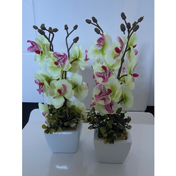 Cream Orchids in Ceramic Pots Set of 2