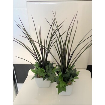 A set of 2 Grasses in White Ceramic Pots 