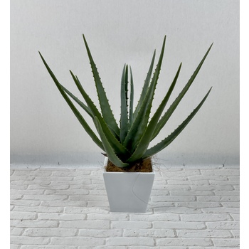Aloe White Pot