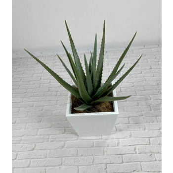 Aloe Vera Planter White