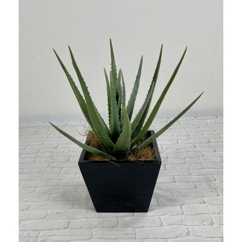 Aloe Vera Planter Black