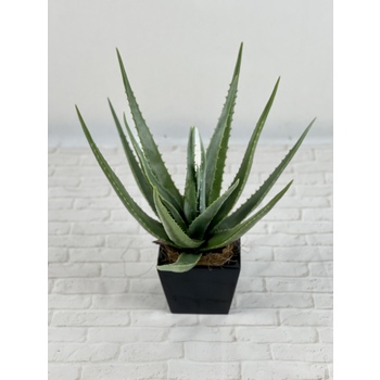 Aloe Inca Black