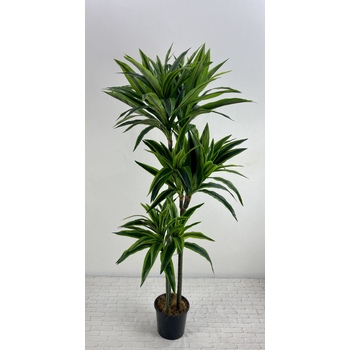 White Stripe Dracena