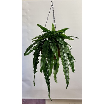 Boston Fern Hanging Basket