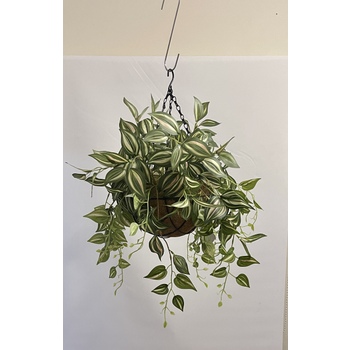 Wandering Jew Hanging Basket