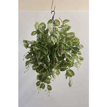 Red/Green Fittonia Hanging Basket