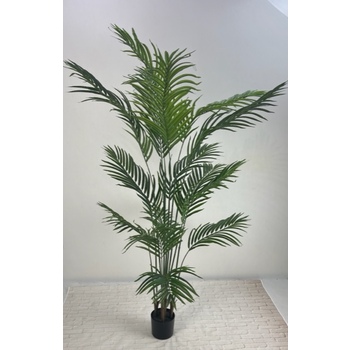 Phoenix Palm Tree