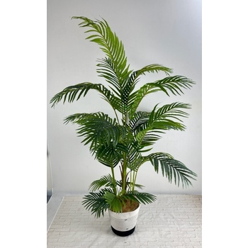 Areca Palm Hire