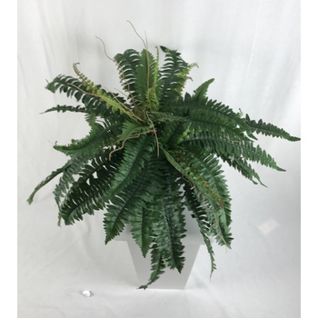 Boston Fern Hanging Basket Hire