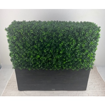 Deluxe Buxus Hedge in Planterbox