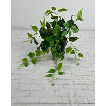 Variegated Pothos Trail