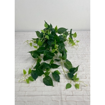 Green Pothos Hanging Bush