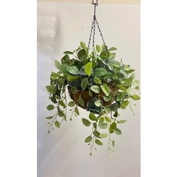Fittonia Hanging Basket