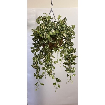 Wandering Jew Hanging Basket