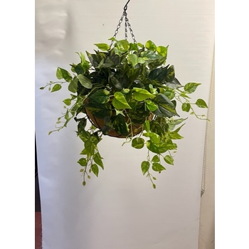 Variegated Pothos Hanging Basket